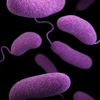 thumbnail for publication: Preventing Foodborne and Non-foodborne Illness: Vibrio parahaemolyticus